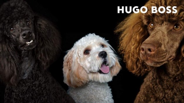 Hugo Boss Pet Collection