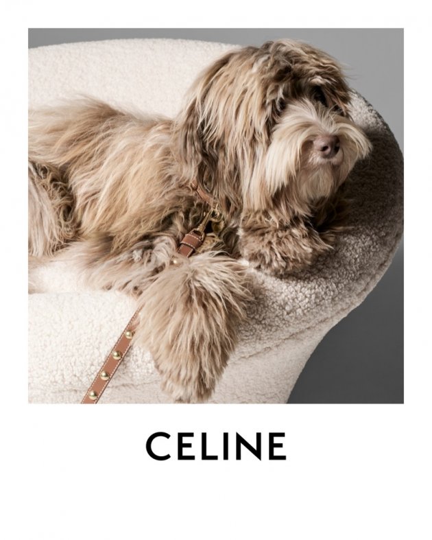 Celine Dog Collection